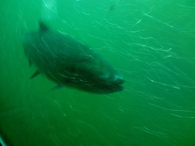 Cá hồi có khả năng cảm nhận từ trường của Trái đất. Khả năng này giúp loài vật có được bản đồ định hướng hoàn hảo, được ví như sự thay thế hoàn hảo cho định vị GPS ở đại dương tối tăm.