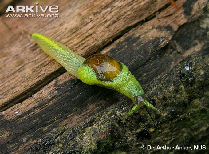 Loài ốc sên Ibycus rachelae là một loại sên lai tạp, giữa một con ốc và một con sên thực sự. Khả năng siêu phàm của loài động vật này nằm ở phần đuôi khá dài, ốc sên đực sử dụng chiếc đuôi này để chuyển tinh trùng vào cơ thể con cái. Bằng cách này, tỷ lệ thành công khi giao phối của nó tăng cao đáng kể.