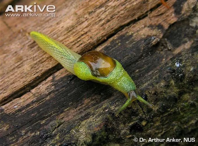 Loài ốc sên Ibycus rachelae là một loại sên lai tạp, giữa một con ốc và một con sên thực sự. Khả năng siêu phàm của loài động vật này nằm ở phần đuôi khá dài, ốc sên đực sử dụng chiếc đuôi này để chuyển tinh trùng vào cơ thể con cái. Bằng cách này, tỷ lệ thành công khi giao phối của nó tăng cao đáng kể.