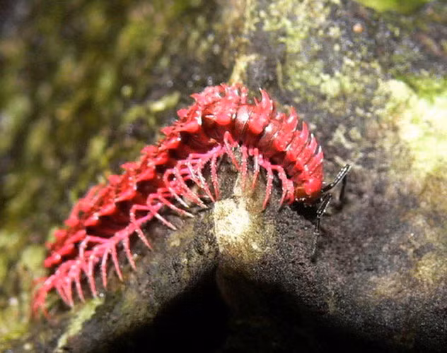 Rết hồng có thể bắn ra chất độc. Đừng để bị lừa bởi vẻ ngoài màu hồng dễ thương của con vật, khi bị đe dọa, nó sẽ tiết ra hợp chất xyanua (một loại chất độc) để phòng vệ và có thể bắn xa đến nửa mét.