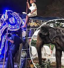 Tuy nhiên, trước đó, những người tham gia lễ hội chỉ nhìn được vẻ ngoài bóng bẩy nhờ tấm áo choàng mà chủ của Tikiiri che lên nên không ai nhìn thấy cơ thể hốc hác và xương xẩu của nó. 