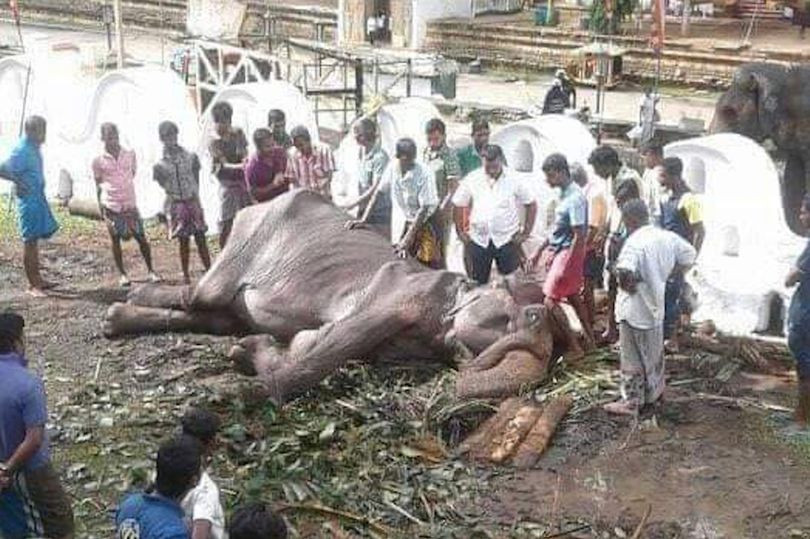 Con voi già đáng thương chỉ còn da bọc xương được nói đến ở đây tên là Tikiiri, 70 tuổi. Nó cùng với 60 con voi khác phải liên tục tham gia các cuộc diễu hành kéo dài từ đầu buổi chiều đến tối muộn trong 10 ngày liên tiếp ở lễ hội Perahera thuộc Sri Lanka. 