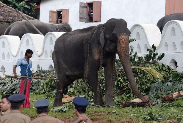 Nhiều người bày tỏ sự phẫn nộ khi thấy hình ảnh thảm hại của Tikiiri. Nhìn vào bức ảnh thực tế của Tikiiri, mọi người có thể thấy rõ xương con voi lồi hẳn lên sau lớp da. 