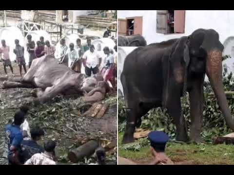 Không chỉ riêng loài voi, phía sau, nhiều con vật đang bị bạo hành từng ngày về cả thể xác lẫn tinh thần. 