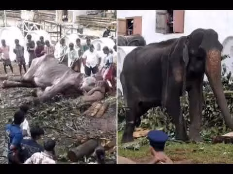 Không chỉ riêng loài voi, phía sau, nhiều con vật đang bị bạo hành từng ngày về cả thể xác lẫn tinh thần. 