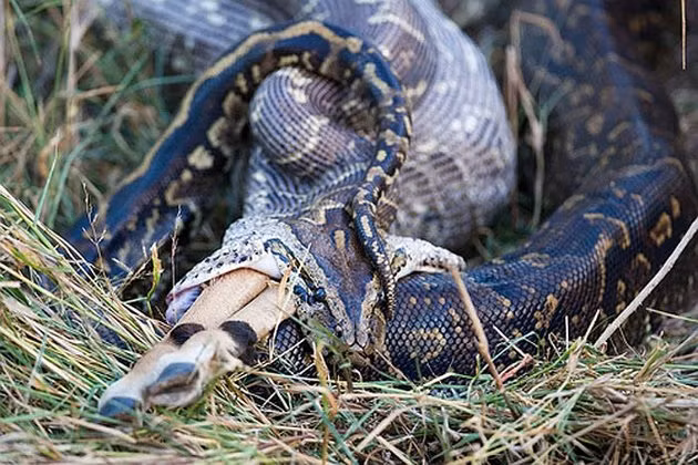 Trăn đá châu Phi, tên khoa học Python sebae, là một loài trăn thuộc chi python. Loài trăn này phân bố tại châu Phi, phía Nam sa mạc Sahara.