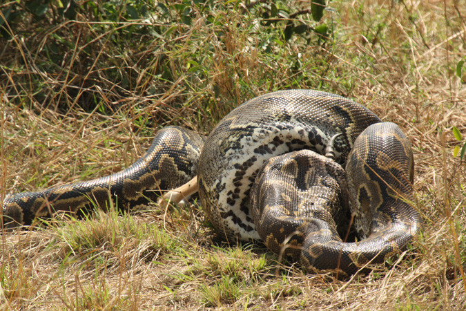 Chúng săn các loại động vật máu nóng bằng cách cắn rồi ngoạm, sau đó lây thân mình cuốn mồi vào và riết chặt cho đến chết rồi nuốt vào từ từ.