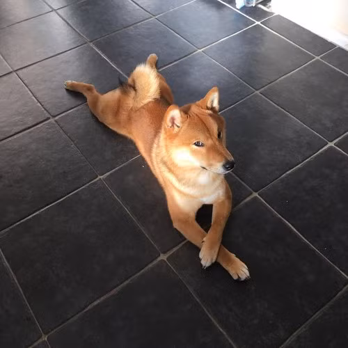 Ban đầu, Shiba Inu được nuôi để săn và bắt các con vật nhỏ, chẳng hạn như các loài chim và thỏ. Dù đã có nhiều nỗ lực để bảo tồn giống, Shiba gần bị tuyệt chủng trong Chiến tranh thế giới thứ hai do tình trạng thiếu thực phẩm cộng thêm dịch bệnh chó sau chiến tranh. Tất cả những con chó sau này được tạo ra chỉ từ ba dòng máu còn sống sót. Dòng chó này nổi tiếng dũng cảm và trung thành, có thể tỏ ra hung dữ với người lạ nhưng vô cùng trung thành với chủ.