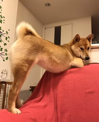 Có hai lựa chọn cho giống chó này: chó nhập hoàn toàn từ nước ngoài và chó được sinh ra tại Việt Nam. Giá chó Shiba sinh tại Việt Nam thường có giá rẻ nhất, dao động từ 18-30 triệu đồng/con. Với dòng chó thuần chủng nhưng được sinh ra tại Việt Nam, mức giá cao nhất (trên dưới 30 triệu đồng) dành cho những chú chó con có chó bố mẹ từng đạt các giải cao tại các Dogshow do Hiệp hội những người nuôi chó giống tại Việt Nam (VKA) tổ chức.