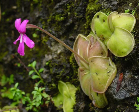 Cây cỏ bơ (butterwort) sống ở những khu vực ẩm ướt ở châu Mỹ, châu Âu và Bắc Á. Loài thực vật này sử dụng những chiếc lá có chất dính của mình để thu hút, bẫy và tiêu hoá côn trùng. Những lỗ đặc biệt trên bề mặt chiếc lá tiết ra chất nhầy trông giống như những giọt nước trên bề mặt lá. Chính sự xuất hiện của những "giọt nước" này đã thu hút được sự chú ý của những con côn trùng đi tìm nước. Khi côn trùng đậu xuống, cây tiết ra nhiều chất nhầy hơn. Con mồi sẽ bị dính chặt và bọc trong đống chất nhầy này. Ảnh: Wikipedia.