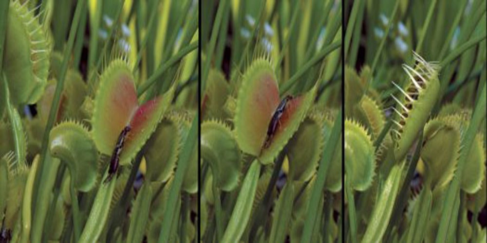 Cây bắt ruồi, Dionaea muscipula, là một loại cây ăn thịt có nguồn gốc từ vùng đất ngập nước nhiệt đới trên bờ biển phía Đông của Hoa Kỳ. Con mồi chủ yếu của chúng là côn trùng và nhện.