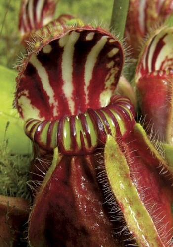 Cephalotus là một cây nắp ấm nhỏ ăn thịt. Nó là một nhỏ, tăng trưởng chậm, thuộc loài thân thảo. Lá xanh xuất hiện từ thân rễ ngầm, với toàn bộ một phiến lá, và nằm gần mặt đất. Lá nhỏ và có hình dáng giống chiếc bình. Thường lá có màu đỏ sẫm trong môi trường ánh sáng cao, màu xanh lá cây khi ở trong bóng râm.