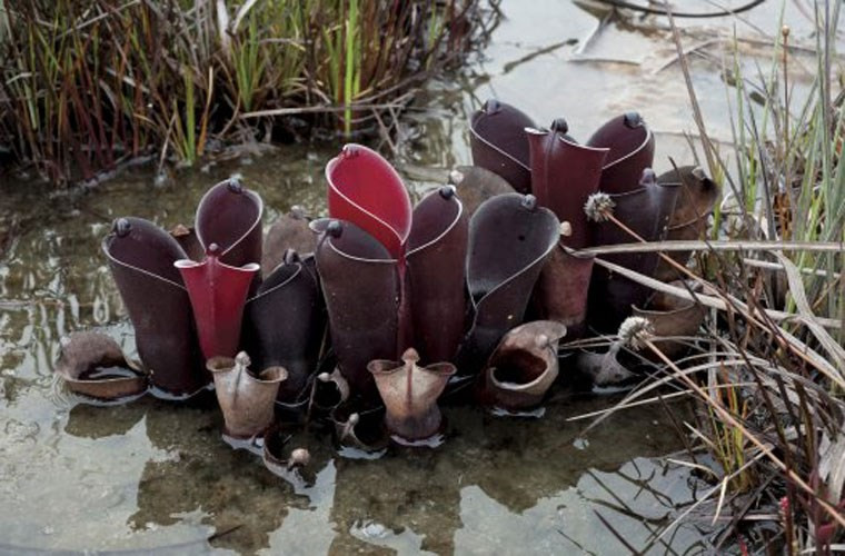 Các loài Heliamphora được gọi chung là cây nắp ấm mặt trời, do quan niệm sai lầm rằng các Heli của Heliamphora là từ tiếng Hy Lạp Helios, có nghĩa là "mặt trời". Trong thực tế, tên này bắt nguồn từ helos, có nghĩa là đầm lầy, do đó, tên khoa học của cây phải là cây nắp ấm đầm lầy. Các loài trong chi Heliamphora là cây ăn thịt với các lá biến đổi gen hợp nhất thành một hình dạng hình ống.Cây đã phát triển các cơ chế để chiếc “bình” không bao giờ đựng nước và vẫn thu hút, bẫy và tiêu diệt côn trùng.