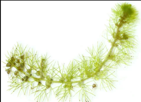 Cây Bladderwort được xem là thực vật ăn thịt phổ biến nhất với hơn 200 loài. Chúng là loài ăn thịt sống dưới nước hoặc những vùng đất ngập nước, có các bẫy giống như bong bóng nhỏ trên lá. Những chiếc bẫy có các van được thiết lập bởi nhiều tuyến, bên trong thân cây sẽ liên tục bơm nước ra ngoài, và nó sẽ tạo ra một áp lực bên trong cái túi của cây.