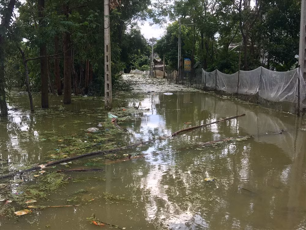 Rác rưởi, bèo trôi ngập mặt nước gây mùi khó chịu