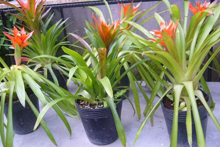 2. Tuổi Sửu - Loại cây thịnh vượng tài chính: Cây dứa cảnh nến đỏ: Cây dứa cảnh nến đỏ còn được gọi là cây dứa cảnh lệ, dứa cánh sen, cây ngôi sao đỏ, cây ngọn lửa đỏ, phong lộc hoa. Người tuổi Sửu có tính cách trung thực nhưng khá bảo thủ, làm việc thì vất vả nhưng kiếm được rất ít tiền. Vì thế, bạn có thể đặt một chậu cây phong thủy là dứa cảnh nến đỏ trên bàn làm việc để vừa tạo cảm giác thoải mái tinh thần mà lại thu hút tài lộc, giúp bạn kiếm được nhiều tiền hơn.