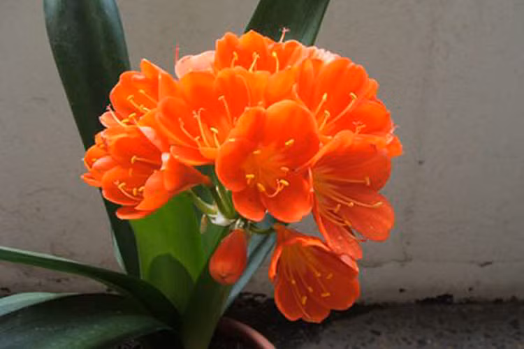 8. Tuổi Mùi: Loại cây thịnh vượng tài chính: Lan quân tử: Đa số người tuổi Mùi ít có ham muốn kiếm tiền nên không phát tài. Thử đặt một chậu cây lan quân tử tại góc bên phải của bức tường đối diện ghế sofa để nhờ quý nhân trợ giúp bạn trên con đường phát tài.