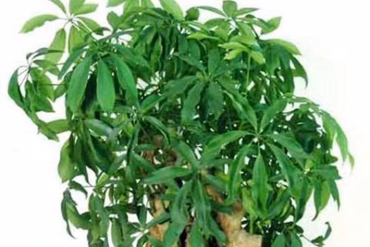 3. Tuổi Dần: Loại cây thịnh vượng tài chính: Cây ngũ gia bì: Cây ngũ gia bì hay còn có tên gọi khác là cây chân chim bảy lá, chân chim hoa trắng, sâm nam. Người tuổi Dần thường dũng cảm trong mọi công việc, đặc biệt là kiếm tiền. Họ biết chấp nhận rủi ro và không quá quan trọng đến chuyện tiền bạc mà chỉ thích tận hưởng cảm giác kiếm ra tiền. Họ thích bước vào những công việc mạo hiểm để kiếm ra tiền. Những người tuổi Dần thích hợp đặt một cây ngũ gia bì để giúp bạn phát triển mạnh mẽ, ổn định tài chính và biết cách giữ tiền ở lại bên mình.