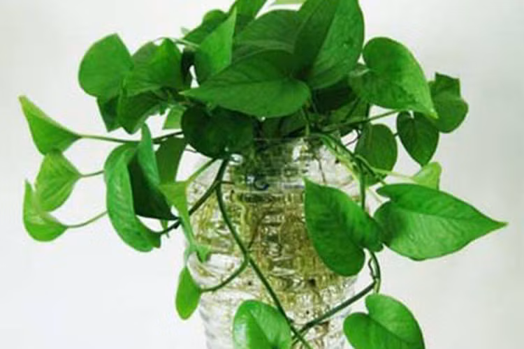 7. Tuổi Ngọ: Loại cây thịnh vượng tài chính: Cây trầu bà: Người tuổi Ngọ kiếm tiền khá tốt nhưng lại có tính khá tham lam dẫn đến thua lỗ nếu đầu tư, kinh doanh. Hãy đặt chậu cây trầu bà để giúp thu hút, tập trung tiền bạc lại một chỗ, tránh hao hụt đi nơi khác.