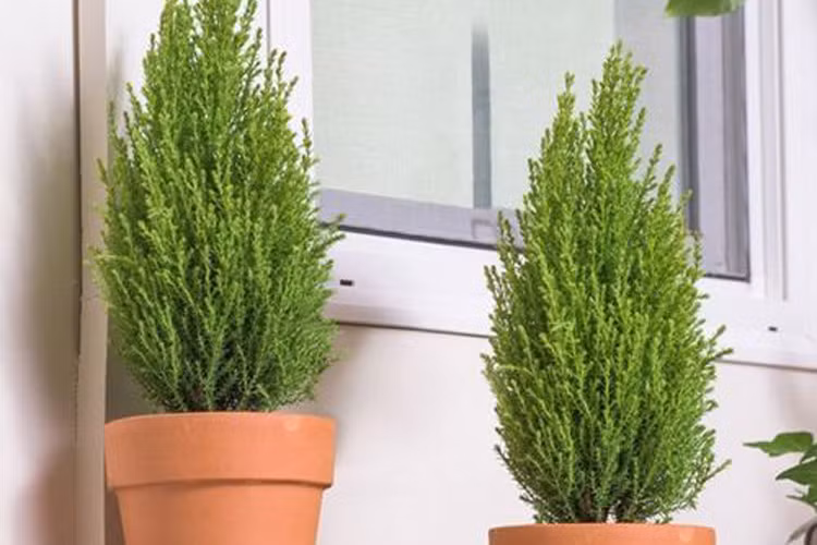 9. Tuổi Thân: Loại cây thịnh vượng tài chính: Tùng bồng lai: Cây tùng bồng lai hay còn được gọi với cái tên tùng lá văn trúc, tùng lá thiên môn đông thích hợp cho những người tuổi Thân đặt trong nhà để tăng cơ hội kiếm tiền và tiết kiệm tiền.