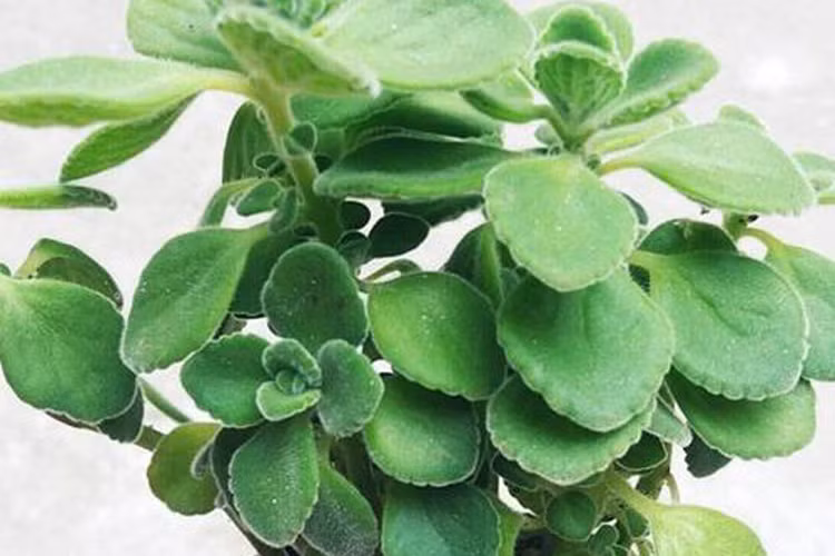 12. Tuổi Hợi: Loại cây thịnh vượng tài chính: Nhất mạt hương (cây sen đá lá thơm): Lá số tử vi người tuổi Hợi cho thấy cuộc đời của họ thường khá đầy đủ sung túc nên tiêu hao hoang phí. Kiếm một chậu cây mạt hương và đặt trên bàn máy tính trong văn phòng và trong nhà, có thể giúp bạn lý trí hơn mỗi khi tiêu tiền.