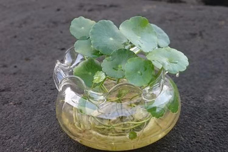 6. Tuổi Tỵ: Loại cây thịnh vượng tài chính: Cây cỏ đồng tiền: Người tuổi Tỵ giống người tuổi Tý thường không biết nắm bắt cơ hội để kiếm tiền nên thường để tiền tuột khỏi tay. Hãy trồng một ít cây cỏ đồng tiền trong chậu rồi đặt trước cửa nhà hoặc bệ cửa sổ để giúp bạn mạnh mẽ hơn, đón nhận những cơ hội tiền bạc cho riêng mình.