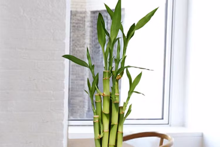 4. Tuổi Mão: Loại cây thịnh vượng tài chính: Cây tre phát lộc: Do ít kinh nghiệm và cũng rất thận trọng trong việc kiếm tiền nên tài sản mà người tuổi Mão tích lũy được khá chậm, khó có thể phát tài. Để thay đổi vận mệnh tiền bạc cho mình, người tuổi Mão có thể đặt một chậu cây tre phát lộc (số lượng cây nên là số lẻ) bên trên tủ lạnh gia đình bạn, nó sẽ giúp bạn kiếm tiền nhanh hơn.