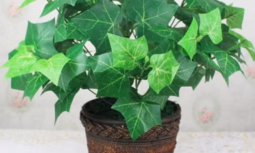 Trong ngay cay phong thuy nay de tai loc phi thang vao nha