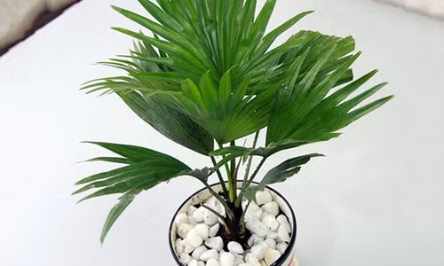 Trong ngay cay phong thuy nay de tai loc phi thang vao nha-Hinh-2