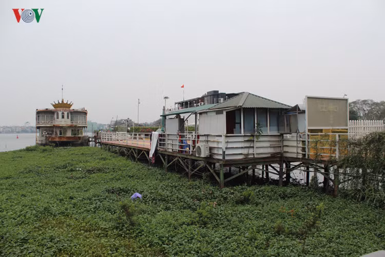 Người dân tranh thủ thả rau muống ngay tại đây.