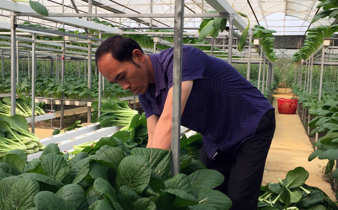 Nguoi dan ong Lai Chau gui 2 tan rau ung ho nguoi dan khu cach ly Ha Noi-Hinh-2