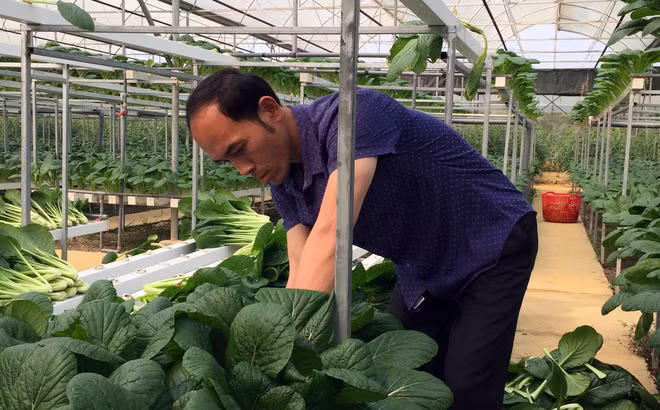 Nguoi dan ong Lai Chau gui 2 tan rau ung ho nguoi dan khu cach ly Ha Noi-Hinh-2