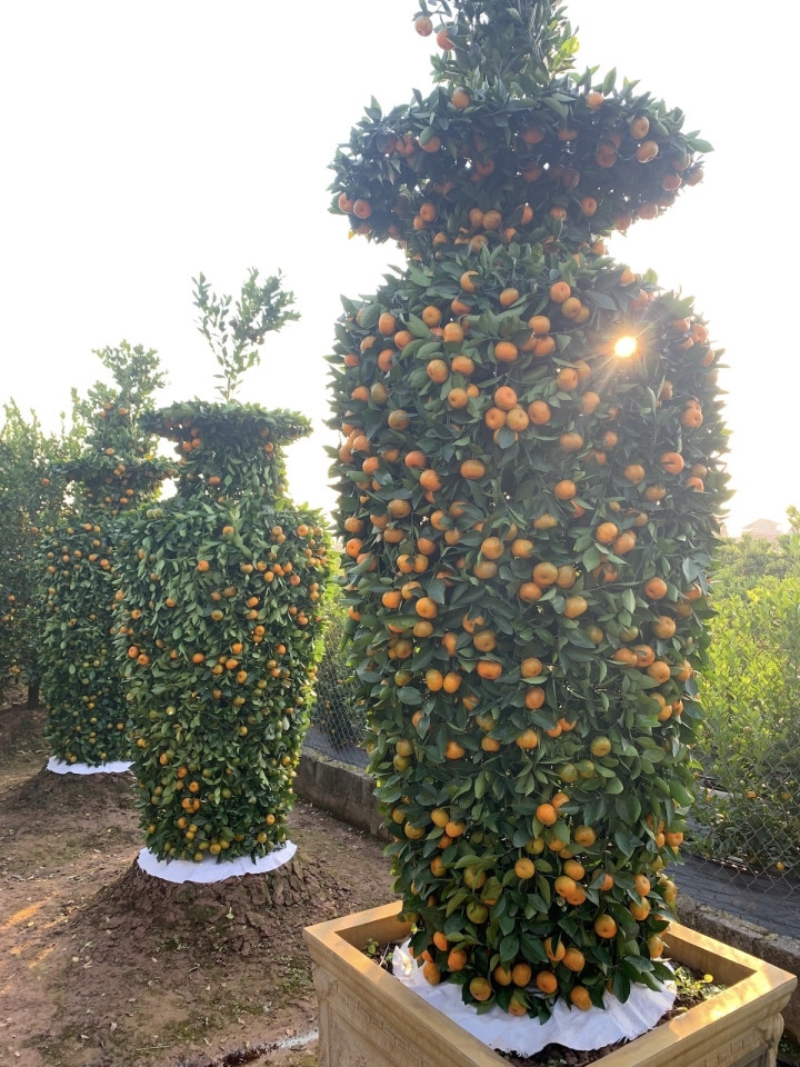 Năm nay, chịu ảnh hưởng của COVID-19 nên thị trường cây cảnh Tết ảm đạm hơn so với những năm trước. Việc buôn bán, giao thương tại mảnh đất được ví như vựa cây cảnh lớn nhất miền Bắc này vẫn đang trầm lắng.