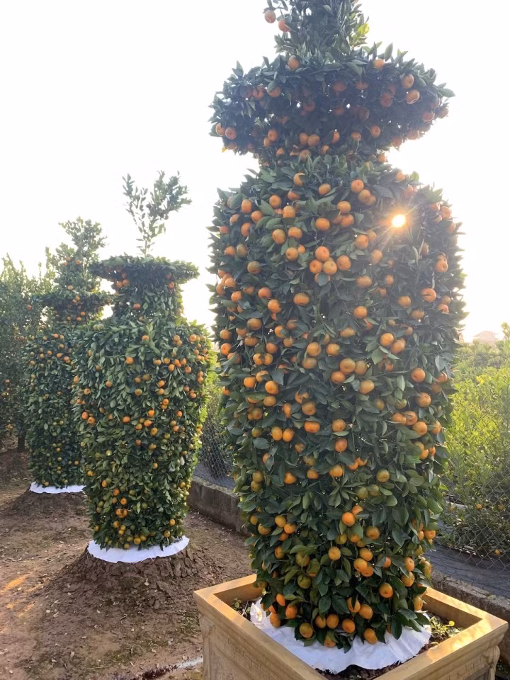 Năm nay, chịu ảnh hưởng của COVID-19 nên thị trường cây cảnh Tết ảm đạm hơn so với những năm trước. Việc buôn bán, giao thương tại mảnh đất được ví như vựa cây cảnh lớn nhất miền Bắc này vẫn đang trầm lắng.