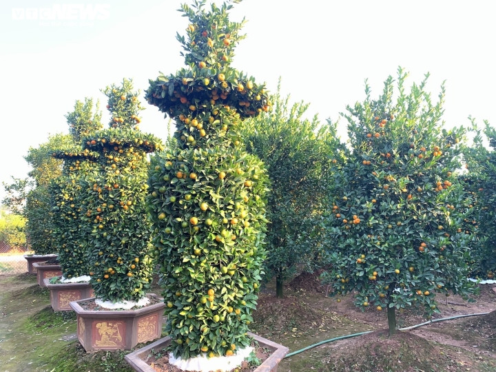 Được biết, mức giá này đã rẻ hơn rất nhiều so với những năm trước. Ông Trung vẫn nhớ năm đầu tiên ông làm quýt lục bình. Ông chỉ làm được 8 cặp, mà mỗi cặp phải được giá 50 triệu đồng ông mới bá