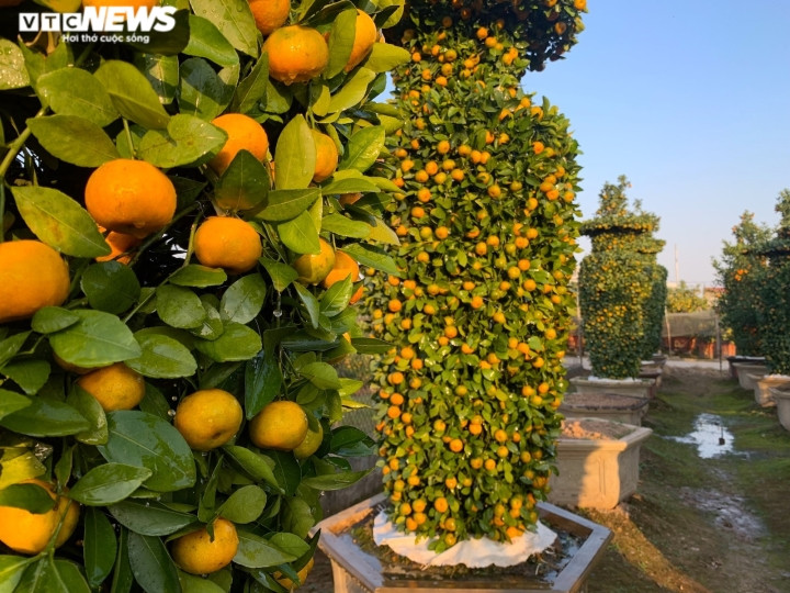 Vườn quýt rộng hơn 2 sào (Bắc Bộ) của gia đình ông Trung liên tục được trồng thêm cây mới sau mỗi dịp Tết. Cứ đến gần Tết Nguyên đán, những cây đạt tiêu chuẩn (thường là 3-4 năm tuổi và ra quả sai lúc lỉu) sẽ được chọn để tạo tác lọ lục bình.