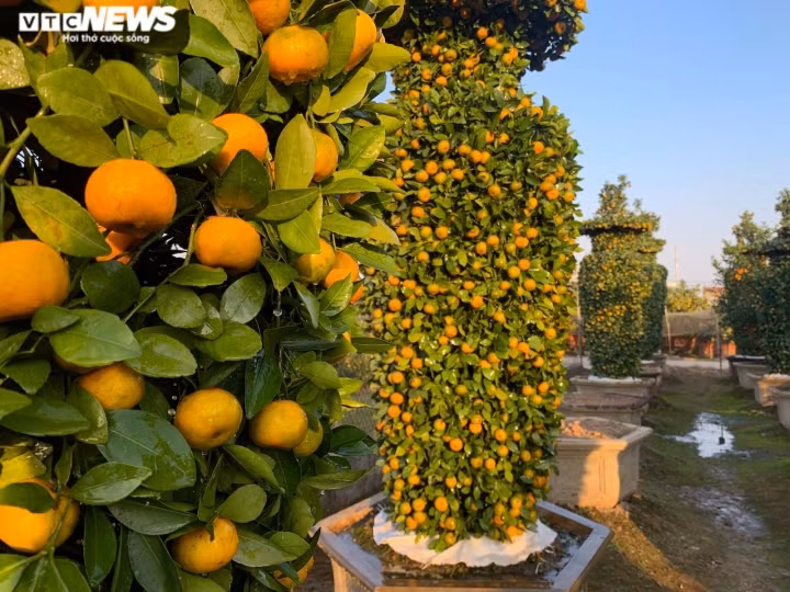 Vườn quýt rộng hơn 2 sào (Bắc Bộ) của gia đình ông Trung liên tục được trồng thêm cây mới sau mỗi dịp Tết. Cứ đến gần Tết Nguyên đán, những cây đạt tiêu chuẩn (thường là 3-4 năm tuổi và ra quả sai lúc lỉu) sẽ được chọn để tạo tác lọ lục bình.