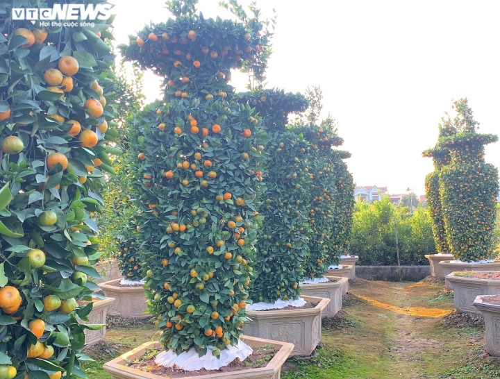 Một trong những loại cây độc lạ nhất ở đây phải kể đến quýt lục bình kích thước khủng. Đây là sản phẩm đã có tiếng trong làng cây cảnh. Chúng thuộc về gia đình ông Nguyễn Thành Trung (trú tại xã Liên Nghĩa, huyện Văn Giang, tỉnh Hưng Yên).