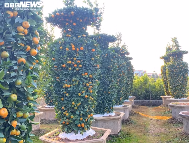 Một trong những loại cây độc lạ nhất ở đây phải kể đến quýt lục bình kích thước khủng. Đây là sản phẩm đã có tiếng trong làng cây cảnh. Chúng thuộc về gia đình ông Nguyễn Thành Trung (trú tại xã Liên Nghĩa, huyện Văn Giang, tỉnh Hưng Yên).