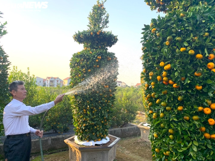 “Dù tác động của COVID-19, mọi chi phí từ cây giống, vật tư phân bón, nhân công, tiền vận chuyển đều tăng nhưng tôi vẫn quyết định bán giá rẻ hơn so với những năm trước để lựa theo chiều lên xuống của thị trường. Giá rẻ hơn mà còn đang lo không bán được đây”, ông Trung nói.