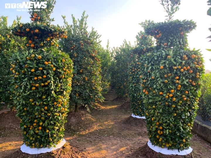 Văn Giang, Hưng Yên nổi tiếng là vùng cây cảnh ở Miền Bắc, cứ gần Tết Nguyên đán là dân buôn ở các nơi lại tất tả tìm đến đây để săn tìm những cây cảnh độc lạ.