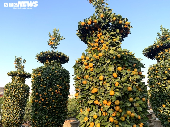 Vườn quýt lục bình chính là “chủ lực kinh” tế của cả gia đình ông Trung. Với gần 40 cặp, nếu thời tiết ủng hộ và đắt khách, chúng có thể đem về cho gia đình ông khoản thu gần 1 tỷ đồng. Đây là thành quả cho công sức vất vả của cả gia đình hàng năm trời.
