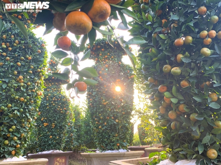 “Không phải cây nào đủ tuổi cũng tạo tác được. Có những cây cành gốc không đủ dày hoặc không ra quả thì coi như là “trượt” vụ. Việc tạo dáng không dễ nên không phải ai cũng làm được”, ông Trung chia sẻ.