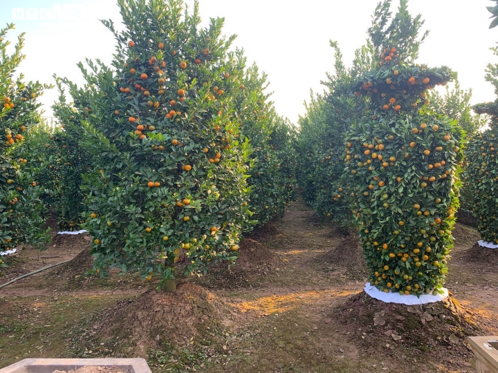 Phải mất 3 - 4 năm thì một cây quýt bình thường mới đủ độ trưởng thành để tạo tác lọ lục bình đạt kích thước. Tuy vậy, dù đủ kích thước rồi mà đến vụ cây quýt không ra quả thì cũng coi như bỏ.