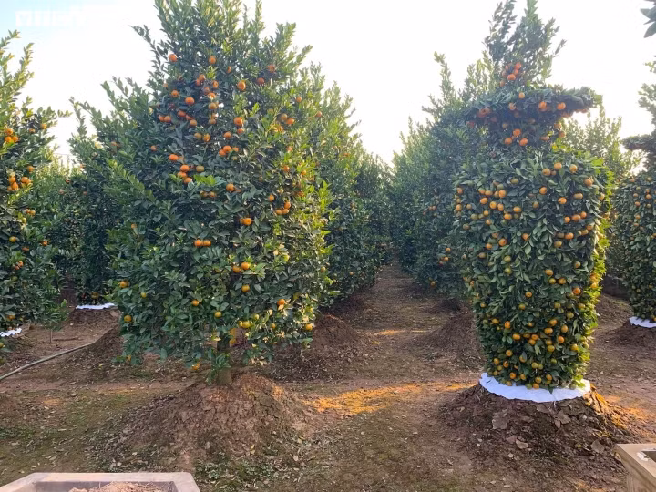 Phải mất 3 - 4 năm thì một cây quýt bình thường mới đủ độ trưởng thành để tạo tác lọ lục bình đạt kích thước. Tuy vậy, dù đủ kích thước rồi mà đến vụ cây quýt không ra quả thì cũng coi như bỏ.