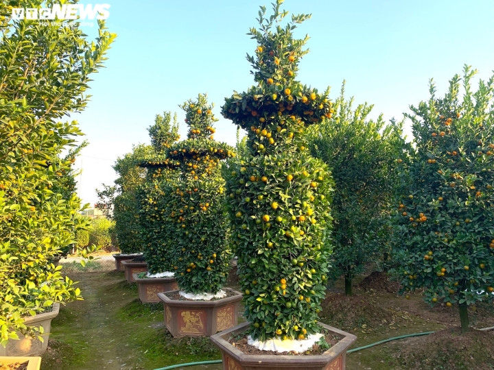 Chính vì vậy, vợ chồng ông Trung đang suốt ruột đứng ngồi không yên khi chỉ còn hơn 1,5 tháng nữa là đến Tết mà vẫn chưa có ai hỏi mua. “Mọi năm tầm này là nhiều người hỏi mua lắm rồi đấy, có khách buôn còn đến mua rồi giao tận TP.HCM. Ấy thế mà giờ chưa có ai hỏi. Tôi rất suốt ruột, chỉ còn hơn tháng nữa là hết mùa buôn bán rồi mà cứ tình trạng này thì chết”, ông Trung nói.