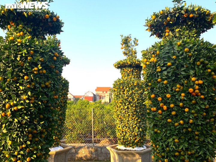 Ông Trung bắt đầu tạo tác loại cây cảnh chơi Tết độc đáo này từ khoảng 6-7 năm về trước. Theo ông Trung, vùng đất này chỉ có gia đình ông là làm loại quýt lục bình có kích thước lớn đến như vậy.