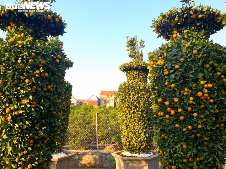 Ông Trung bắt đầu tạo tác loại cây cảnh chơi Tết độc đáo này từ khoảng 6-7 năm về trước. Theo ông Trung, vùng đất này chỉ có gia đình ông là làm loại quýt lục bình có kích thước lớn đến như vậy.