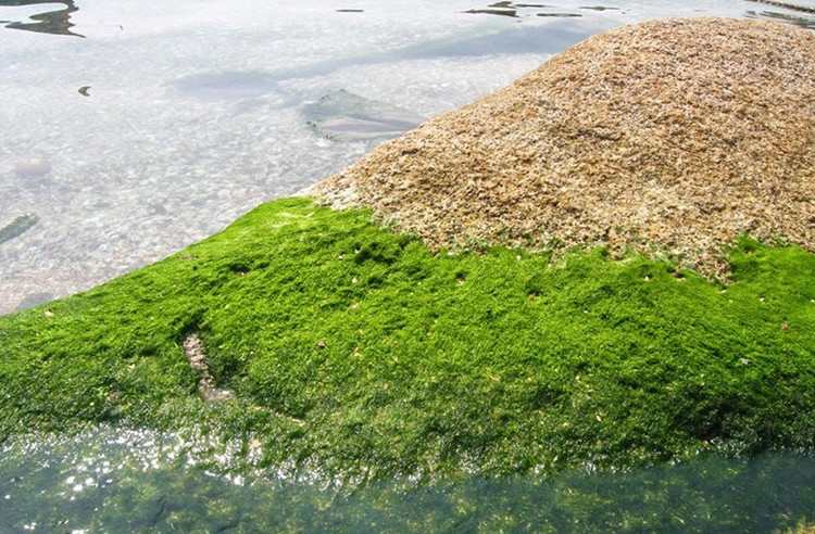 Người dân cho biết, rêu mọc trên các mỏm đá hoặc bám vào các gờ đá nơi lòng suối, có màu xanh. (Ảnh internet).