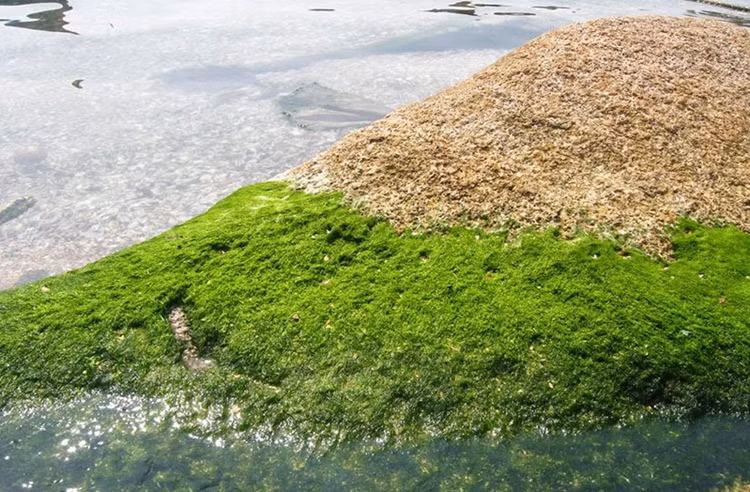 Người dân cho biết, rêu mọc trên các mỏm đá hoặc bám vào các gờ đá nơi lòng suối, có màu xanh. (Ảnh internet).